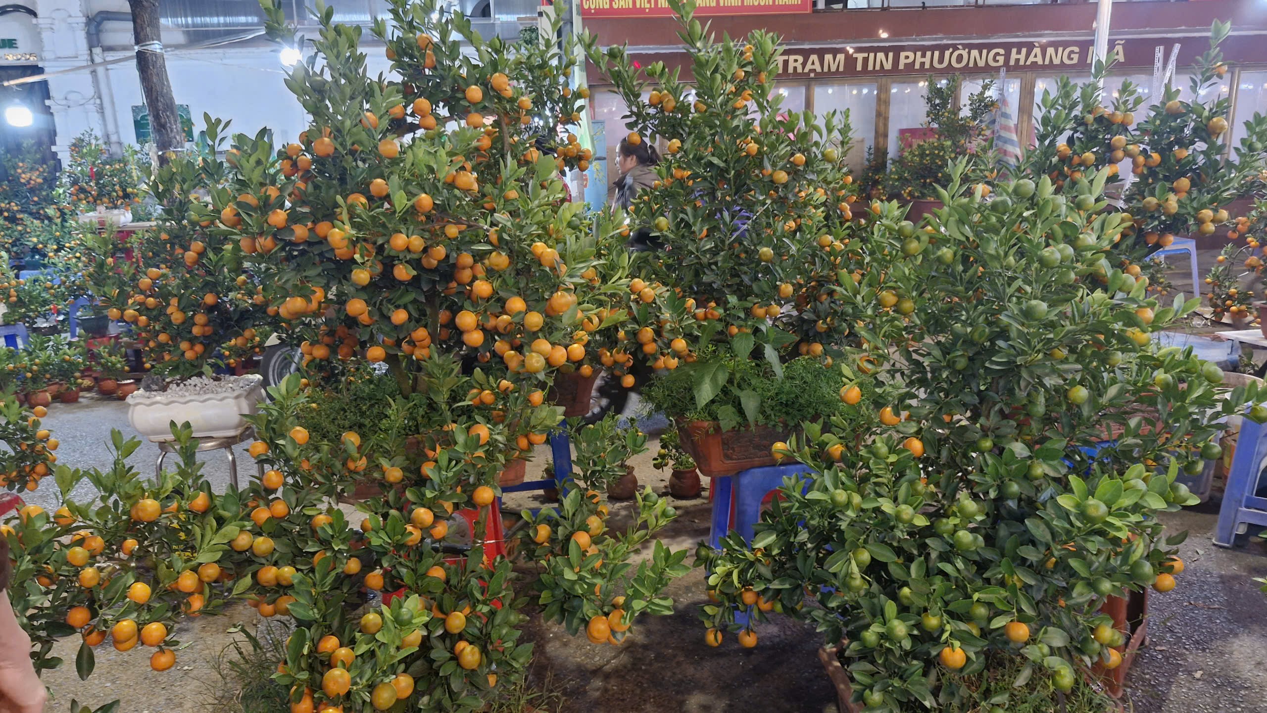 Rộn ràng Chợ hoa Xuân Phố cổ 2026  - ảnh 13