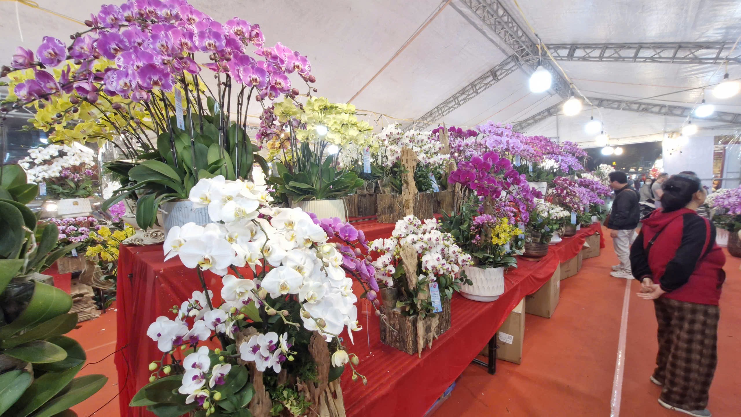 Rộn ràng Chợ hoa Xuân Phố cổ 2026  - ảnh 15