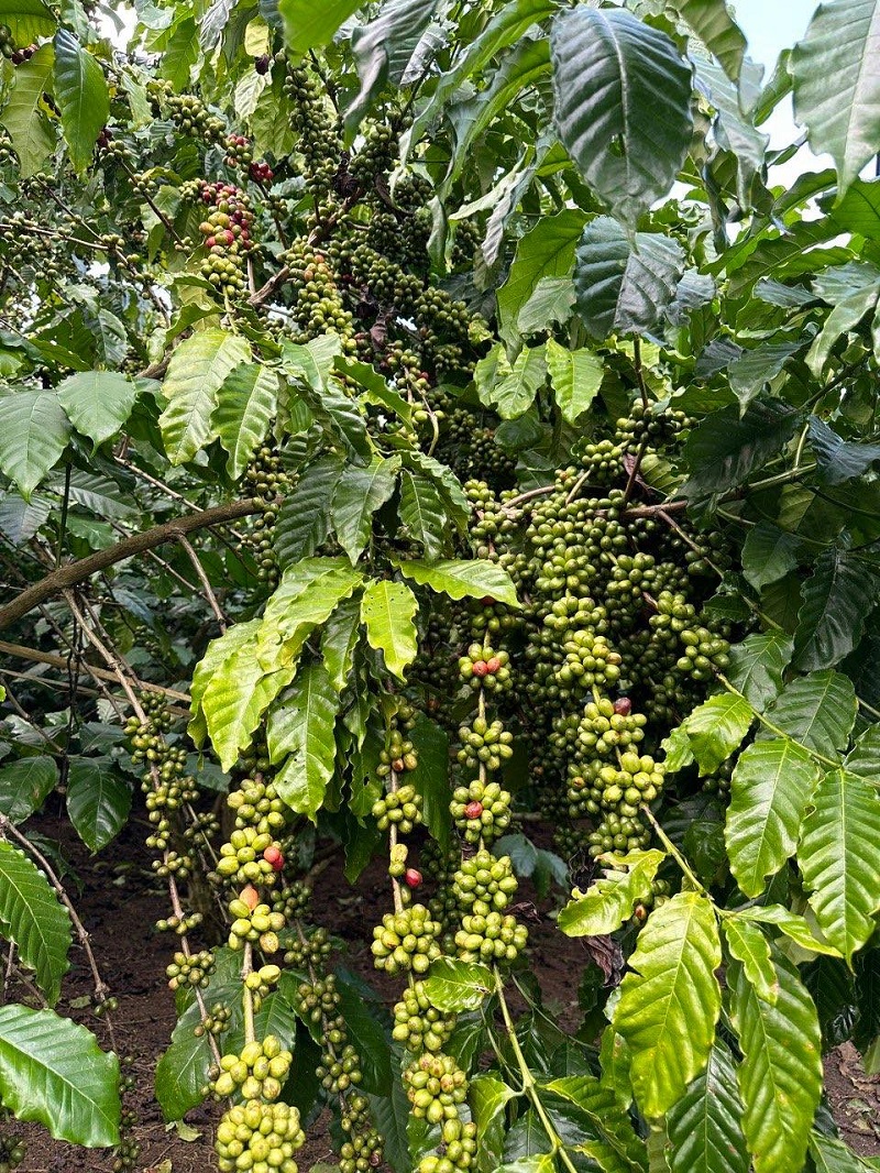 “Cho mùa bội thu” nhờ sử dụng phân bón hợp lý - ảnh 2
