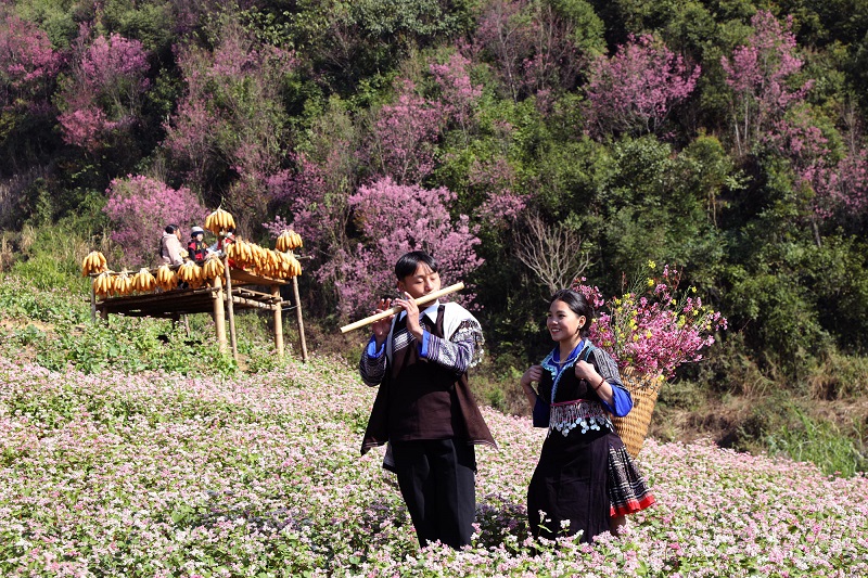 Tớ dày “nhuộm hồng” miền di sản Mù Cang Chải - ảnh 2