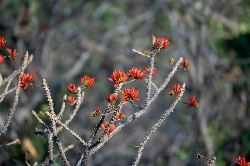 Hoa vông nem vào mùa nở rộ như “lửa đỏ” khắp núi Bà Đen - ảnh 4