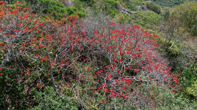 Hoa vông nem vào mùa nở rộ như “lửa đỏ” khắp núi Bà Đen - ảnh 3