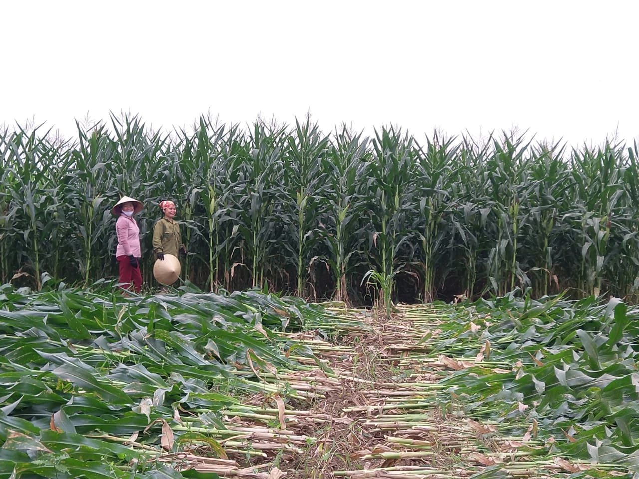 Tập đoàn TH: Thực thi ESG trong chiến lược phát triển bền vững và kinh tế tuần hoàn - ảnh 5