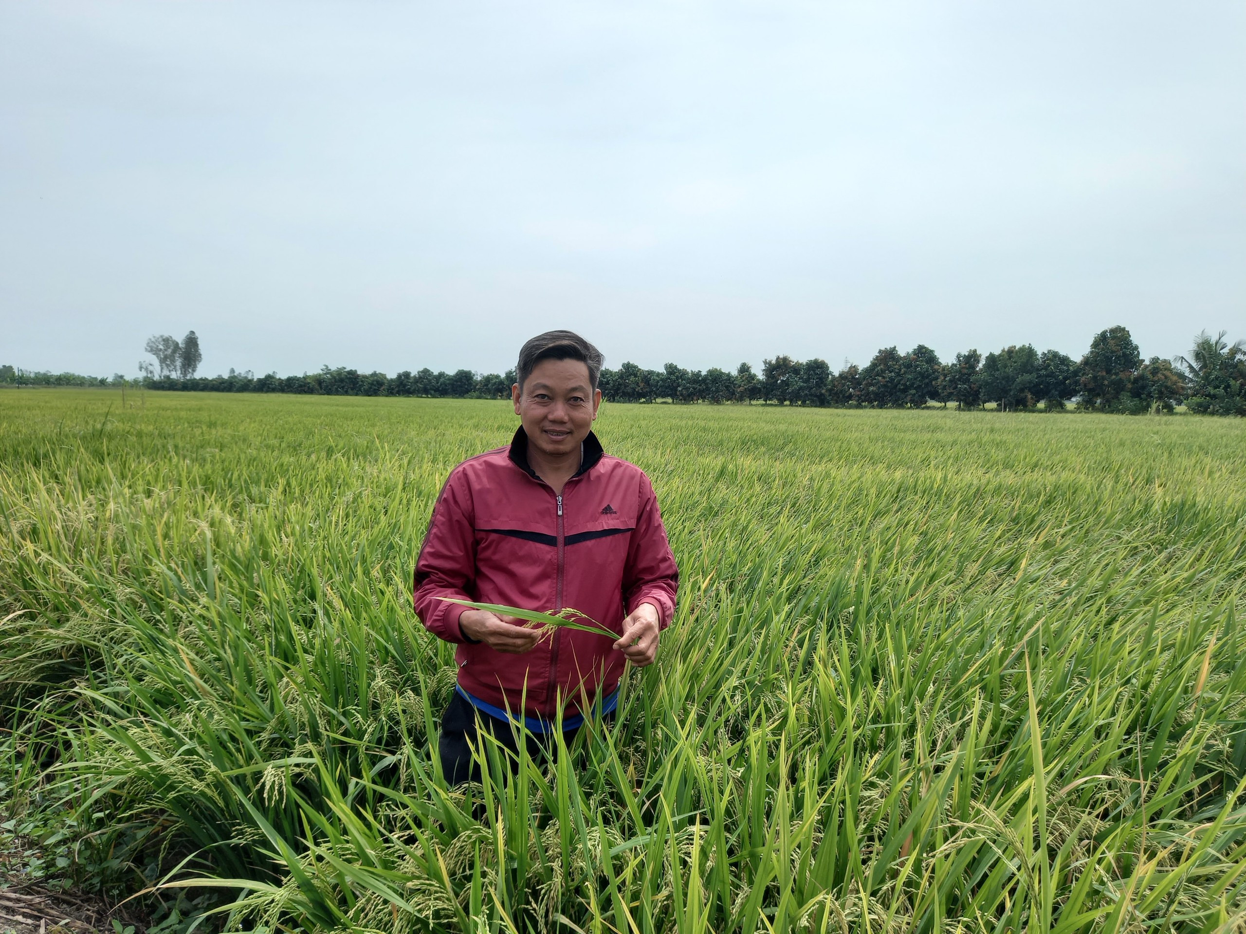 Nông dân được mùa, bội thu nhờ đặt niềm tin vào NPK Phú Mỹ - ảnh 2