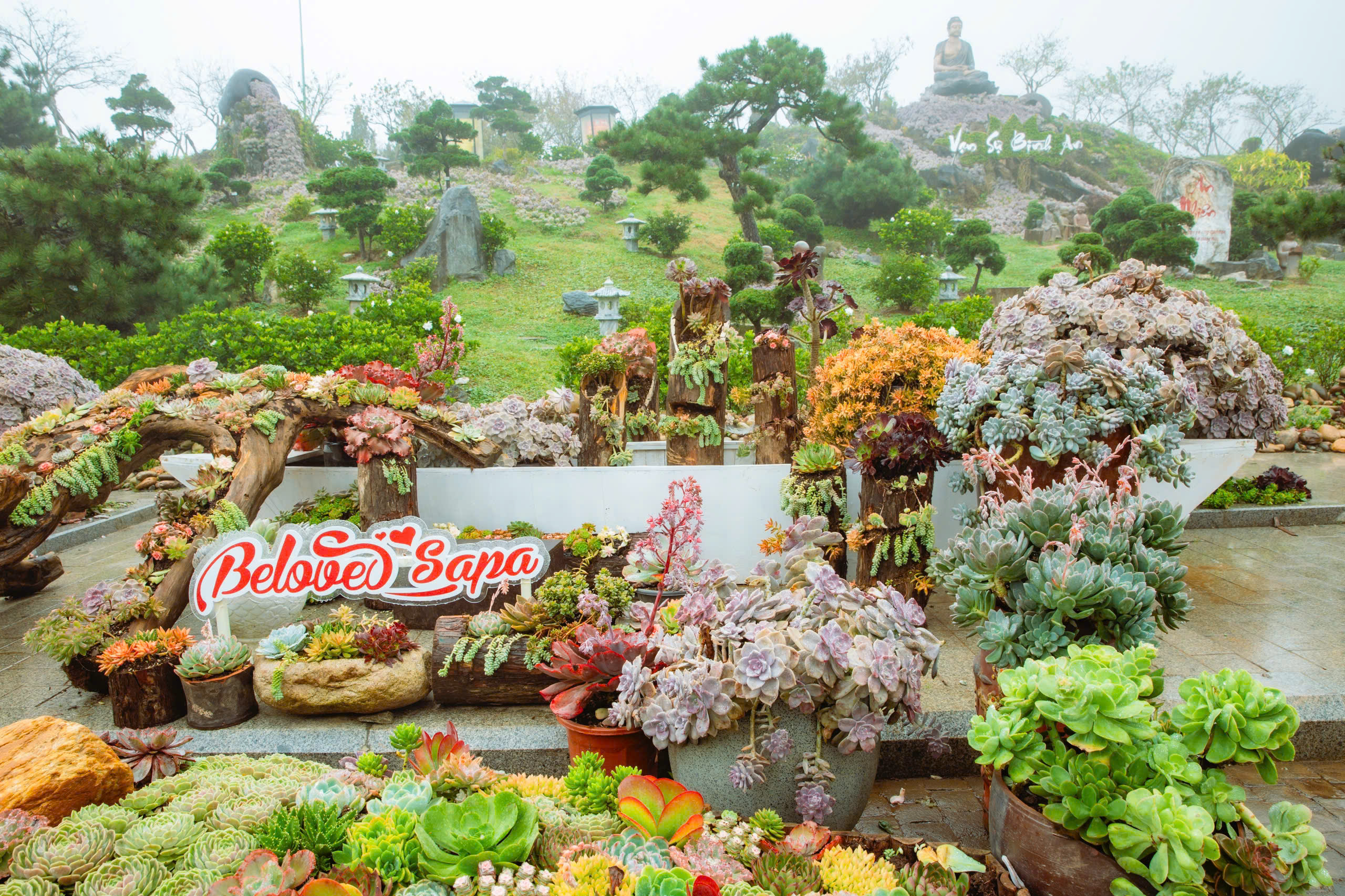 Du khách Tây thích thú săn mây, check in hoa Sen đá trên đỉnh Fansipan	 - ảnh 2