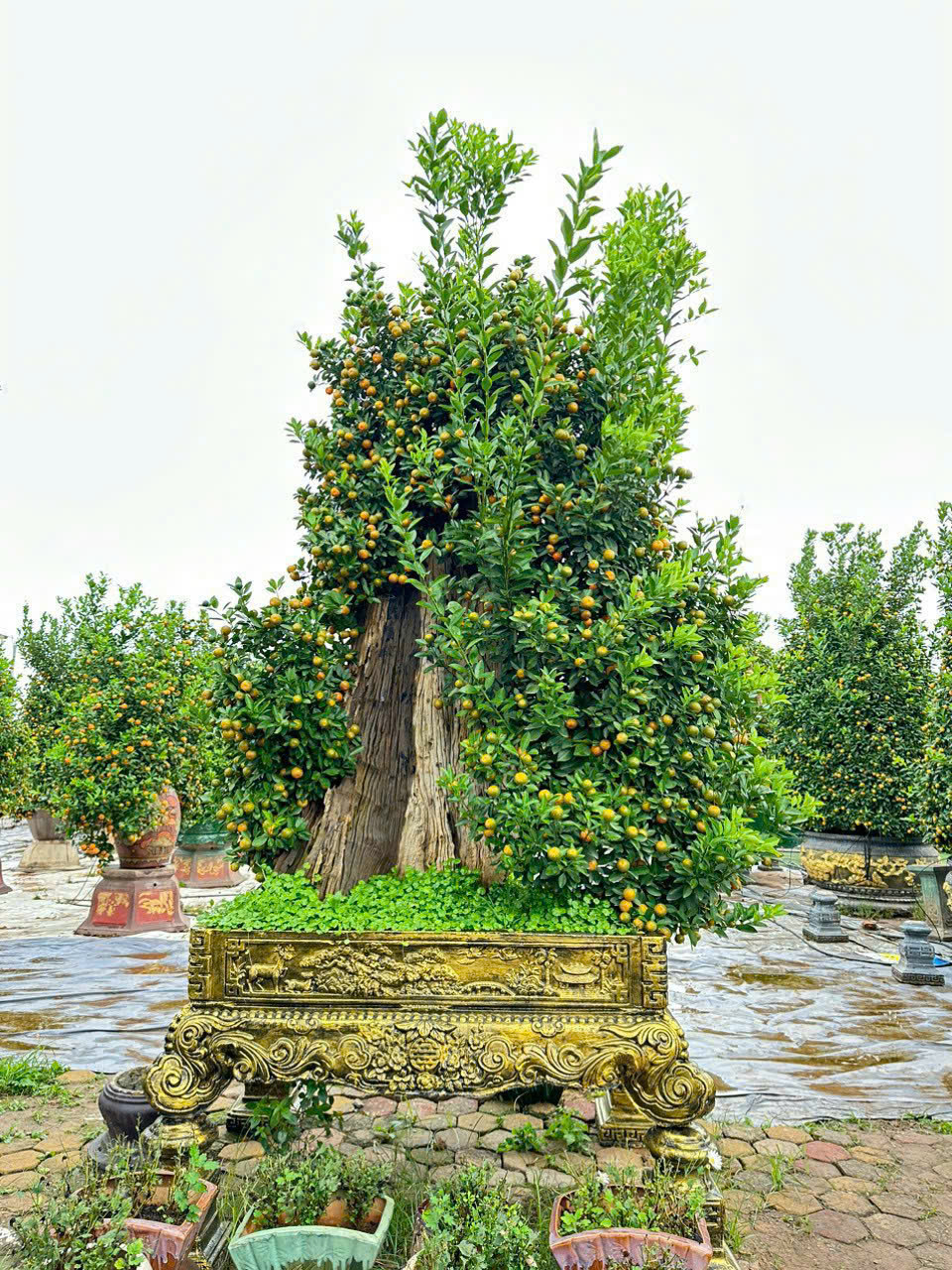 Chị Ngô Thu Trang- người con vùng quất cảnh Tứ Liên mang khát vọng xây dựng thương hiệu “Tinh hoa Quất cảnh – Di sản sống” - ảnh 1