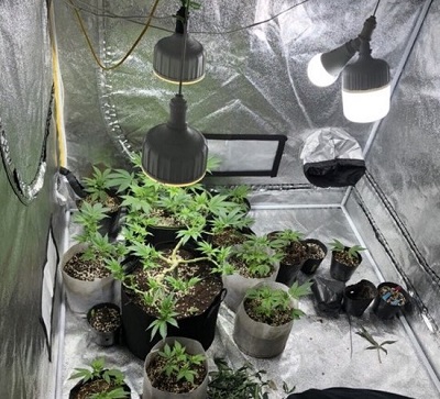 Hà Nội: Khởi tố nam thanh niên thuê nhà trồng cần sa bán cho khách - ảnh 1