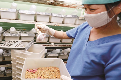 Những chú chuột nhắt trắng luôn được chăm sóc theo chế độ đặc biệt, đáp ứng yêu cầu phục vụ nghiên cứu khoa học