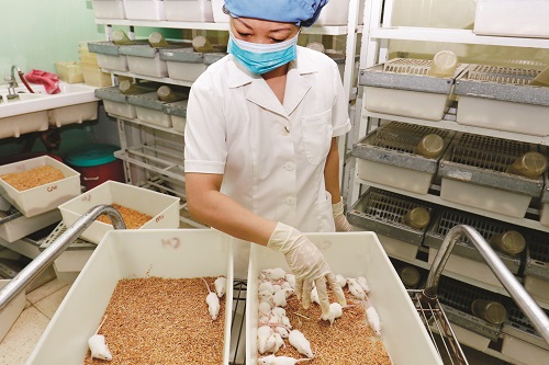 Nhân viên trung tâm CIMADE chăm sóc cho những chú chuột hàng ngày