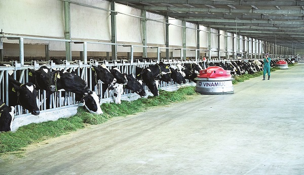 Robot vun đẩy thức ăn Lely Juno phát nhạc để giúp bò thư giãn khi ăn góp phần làm cho không khí đón xuân tại trang trại thêm rộn rã