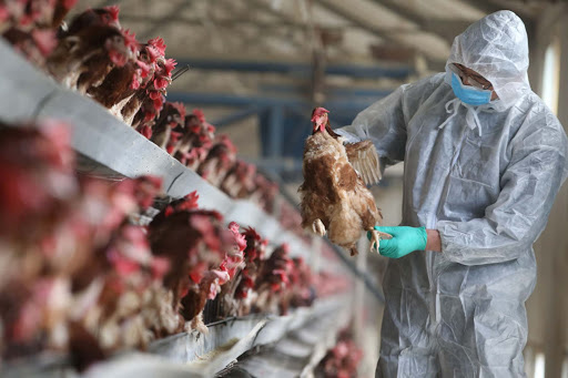 Thủ tướng yêu cầu phòng chống virus H5N1 không để lây từ người sang người.