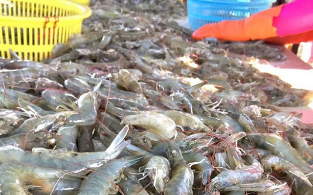 Tôm xuất khẩu của Công ty CP Tập đoàn Thủy sản Minh Phú (Công ty Minh Phú) bị Hoa Kỳ khởi xướng điều tra về về hành vi lẩn tránh thuế. Tôm xuất khẩu của Công ty CP Tập đoàn Thủy sản Minh Phú (Công ty Minh Phú) bị Hoa Kỳ khởi xướng điều tra về về hành vi lẩn tránh thuế.