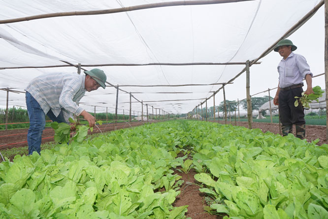Mô hình trồng rau theo quy trình VietGAP của Hợp tác xã Rau quả sạch Chúc Sơn (huyện Chương Mỹ) Mô hình trồng rau theo quy trình VietGAP của Hợp tác xã Rau quả sạch Chúc Sơn (huyện Chương Mỹ)