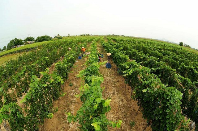 Vinatea hiện đang sở hữu tổng diện t&iacute;ch trồng ch&egrave; gần 4.700 ha với c&aacute;c vườn ch&egrave; năng suất cao, chất lượng tốt.