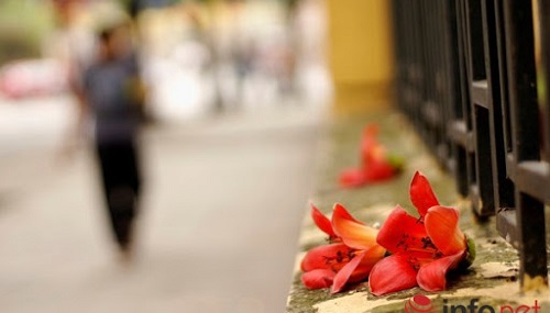 Có một Hà Nội đẹp xinh những ngày tháng Ba - ảnh 2