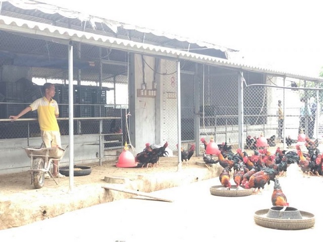 Giá gia cầm giảm mạnh
