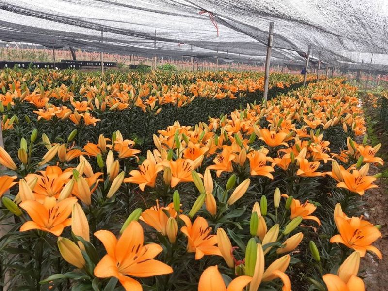 Mỗi sào hoa ly người trồng có thể lỗ từ 30-50 triệu đồng Mỗi sào hoa ly người trồng có thể lỗ từ 30-50 triệu đồng