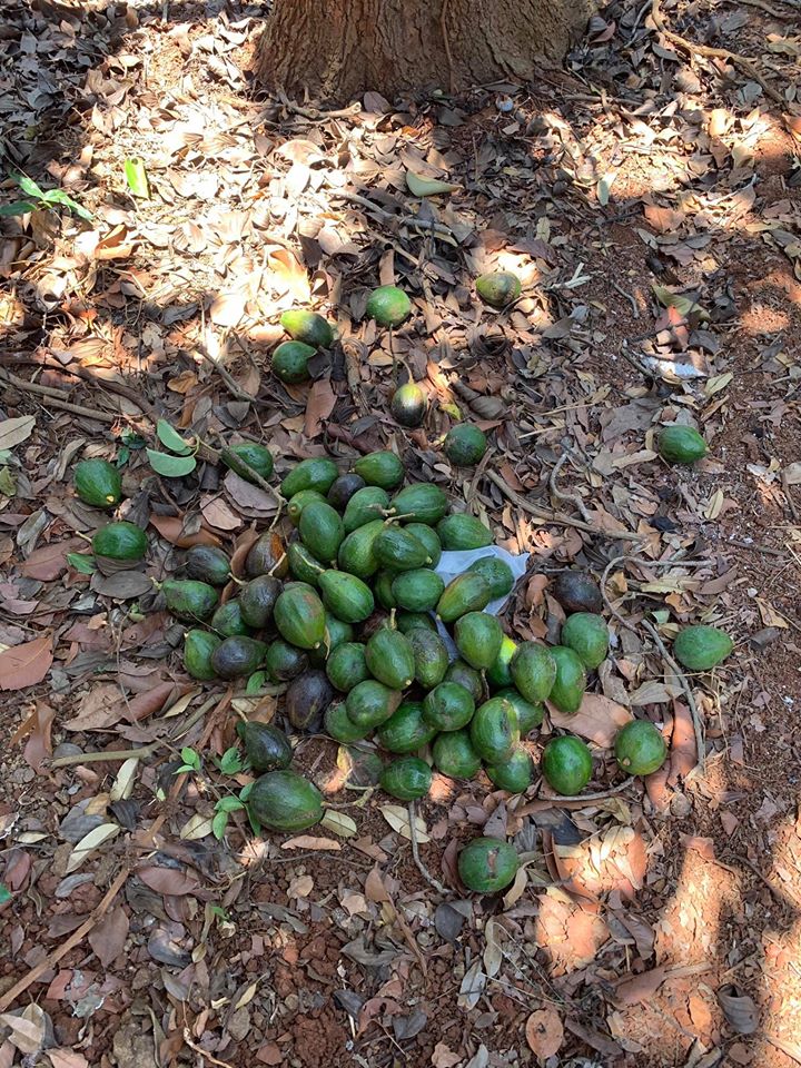 Công chúng thích thú khi ngắm trái cây ngon mắt trong vườn Lý Nhã Kỳ