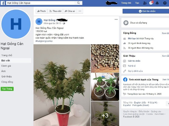 Một fanpage bán hạt giống cần sa công khai trên Facebook (ảnh chụp lúc 13h15 ngày 11-5) Một fanpage bán hạt giống cần sa công khai trên Facebook (ảnh chụp lúc 13h15 ngày 11-5)