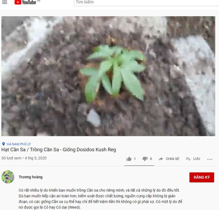 Video giới thiệu bán và hướng dẫn trồng cần sa trên Youtube (ảnh chụp lúc 13h25 ngày 11-5) Video giới thiệu bán và hướng dẫn trồng cần sa trên Youtube (ảnh chụp lúc 13h25 ngày 11-5)