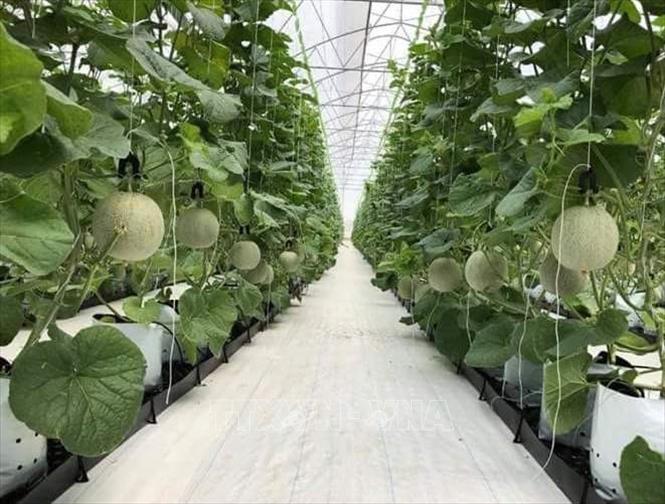 Ứng dụng công nghệ cao giúp phát triển nông nghiệp an toàn, thân thiện môi trường. Ứng dụng công nghệ cao giúp phát triển nông nghiệp an toàn, thân thiện môi trường.