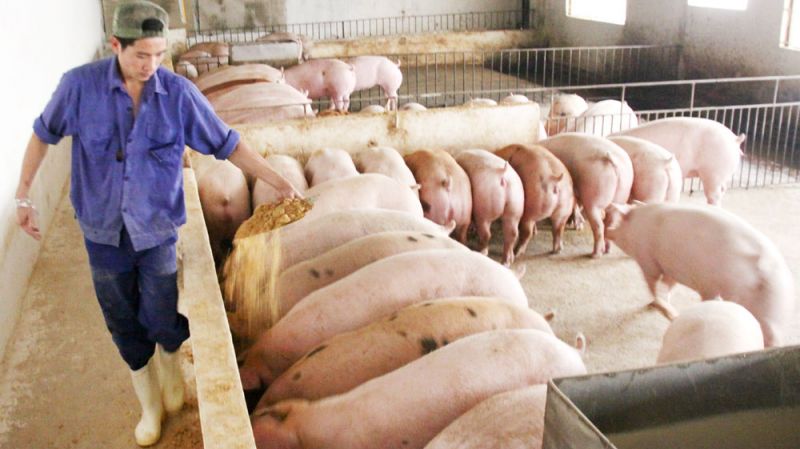 Đ&agrave;n lợn chăn nu&ocirc;i theo m&ocirc; h&igrave;nh sinh học tại hợp t&aacute;c x&atilde; Ho&agrave;ng Long, huyện Thanh Oai