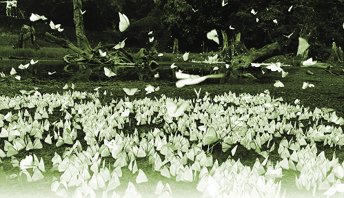 “Thiên đường” bướmở rừng quốc gia Cúc Phương