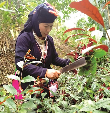 Chị Lăng Thị Tuất -Chủ tịch Hội LHPNxã Ba Vì tạivườn dược liệuẢnh: PV