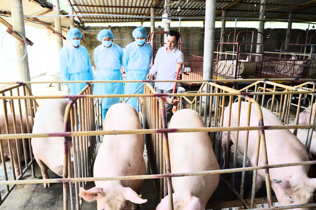 Giá lợn đã giảm Giá lợn đã giảm