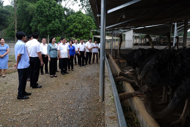 Phó Bí thư Thường trực Thành ỦY Ngô Thị Thanh Hằng thăm trang trại nuôi đà điểu tại xã Tản Lĩnh, huyện Ba Vì. Ảnh Phạm Hùng