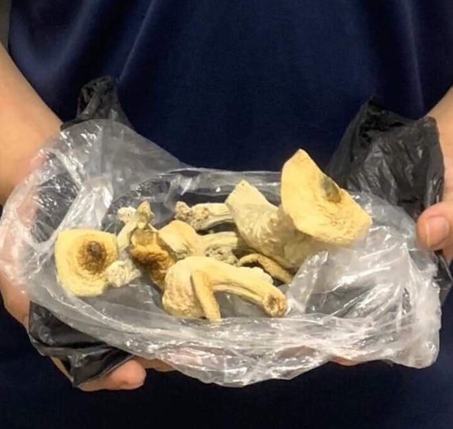 Trồng nấm ma tuý rồi mang đi bán, nam thanh niên bị bắt - ảnh 2