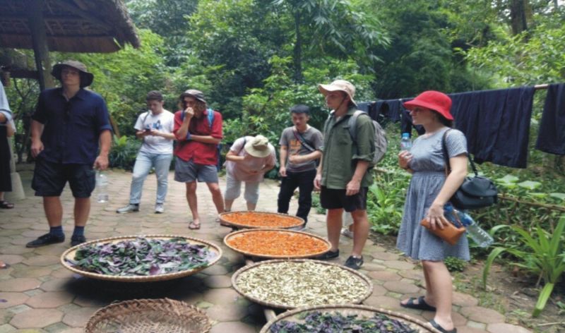 Du khách tham quan nhà thuốc tại Bản làng du lịch sinh thái Thái Hải Du khách tham quan nhà thuốc tại Bản làng du lịch sinh thái Thái Hải