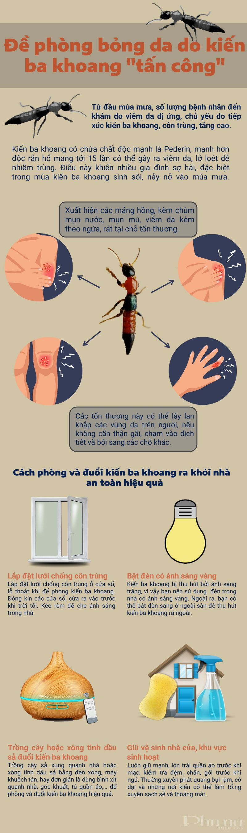 Đề phòng bỏng da do kiến ba khoang "tấn công" - ảnh 1