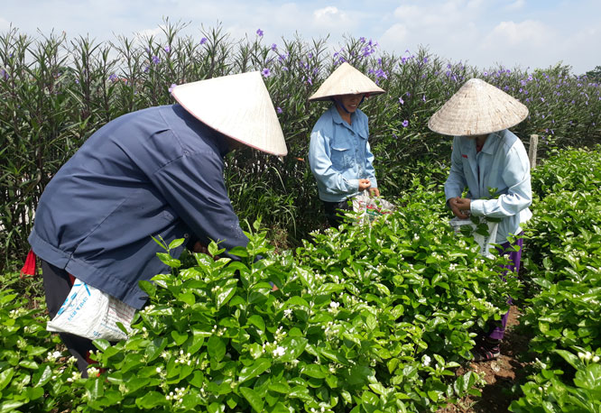 Mục tiêu tăng trưởng nông nghiệp trên 4%, Mục tiêu tăng trưởng nông nghiệp trên 4%,