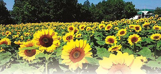 Mùa hoa Tháng 7 - ảnh 1