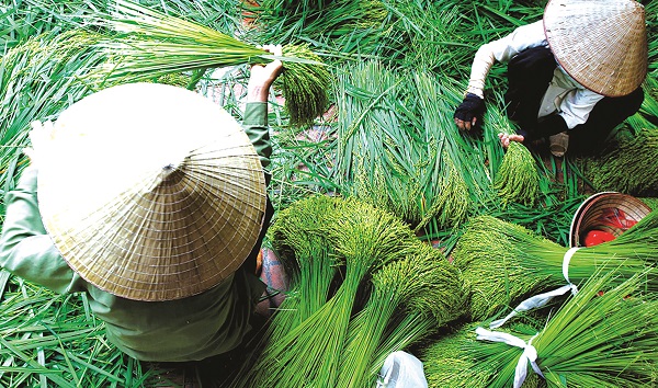 Hương cốm Hà Thành - ảnh 1