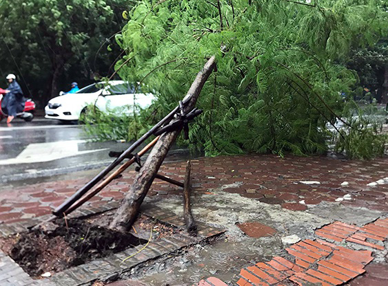 Cây gãy đổ do mưa bão. (Ảnh minh họa)