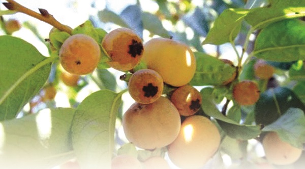 Mùa thị chín - ảnh 1