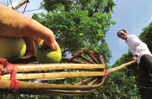 Mùa thị chín - ảnh 2