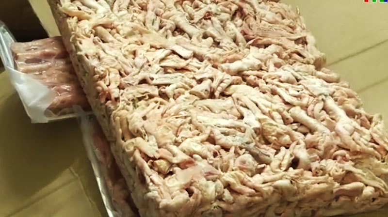 Số nội tạng lợn bị nhiễm khuẩn dịch tả lợn châu Phi (Ảnh: Đài PT-TH Hải Phòng. Ảnh chụp màn hình)