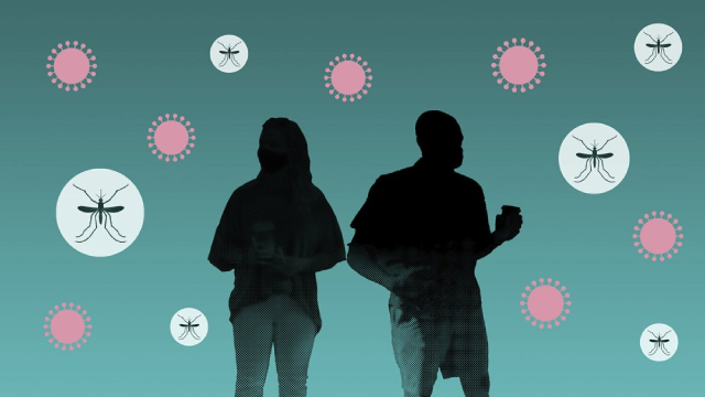 Muỗi không thể truyền COVID-19 do virus không thể sinh sống bên trong cơ thể của loài này