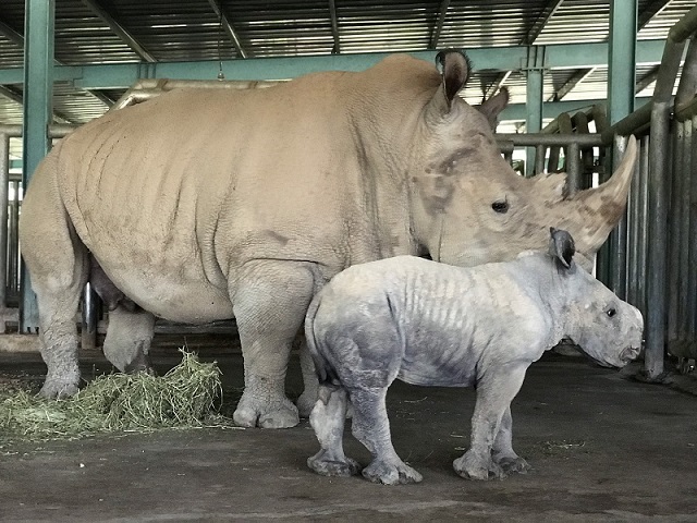 Kỷ lục 4 tê giác con chào đời trong vòng 16 tháng tại Vinpearl Safari - ảnh 2