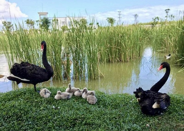 Kỷ lục 4 tê giác con chào đời trong vòng 16 tháng tại Vinpearl Safari - ảnh 8