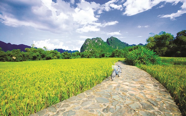 Con đường đạp xe tuyệt đẹp giữa cánh đồng lúa ngát hương ở xã Kim Bôi, tỉnh Hòa Bình