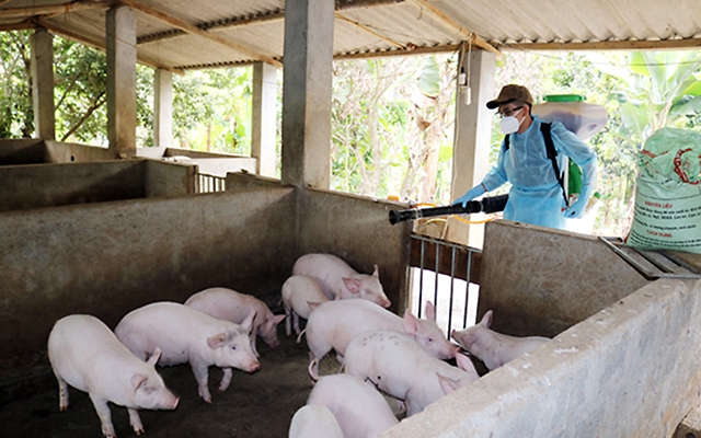 Cán bộ thú y phun hóa chất tiêu độc, khử trùng khu vực chuồng nuôi. Cán bộ thú y phun hóa chất tiêu độc, khử trùng khu vực chuồng nuôi.