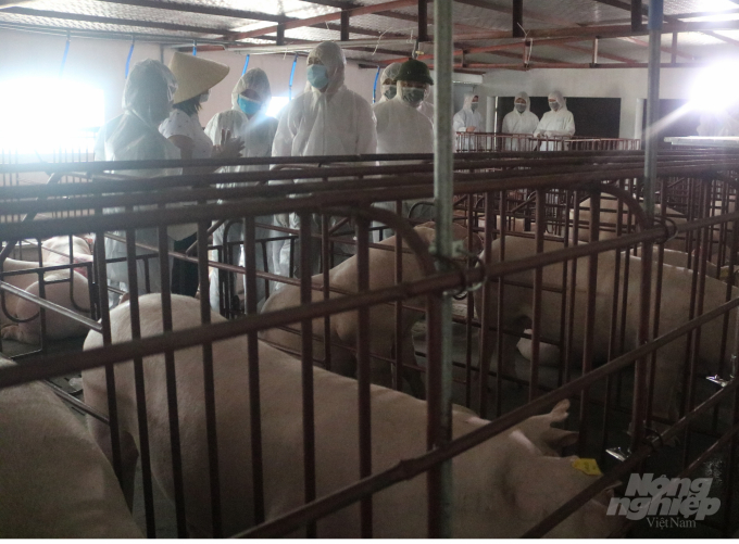 Thứ trưởng Phùng Đức Tiến đánh giá cao công tác tái đàn lợn của tỉnh Nam Định. Ảnh: Trịnh Hải.