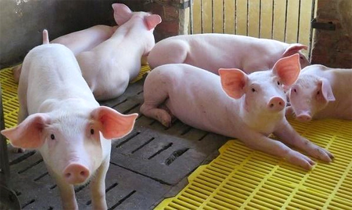 Giá lợn hơi hôm nay 6/10: Không ngừng giảm, thấp nhất 70.000 đồng/kg Giá lợn hơi hôm nay 6/10: Không ngừng giảm, thấp nhất 70.000 đồng/kg