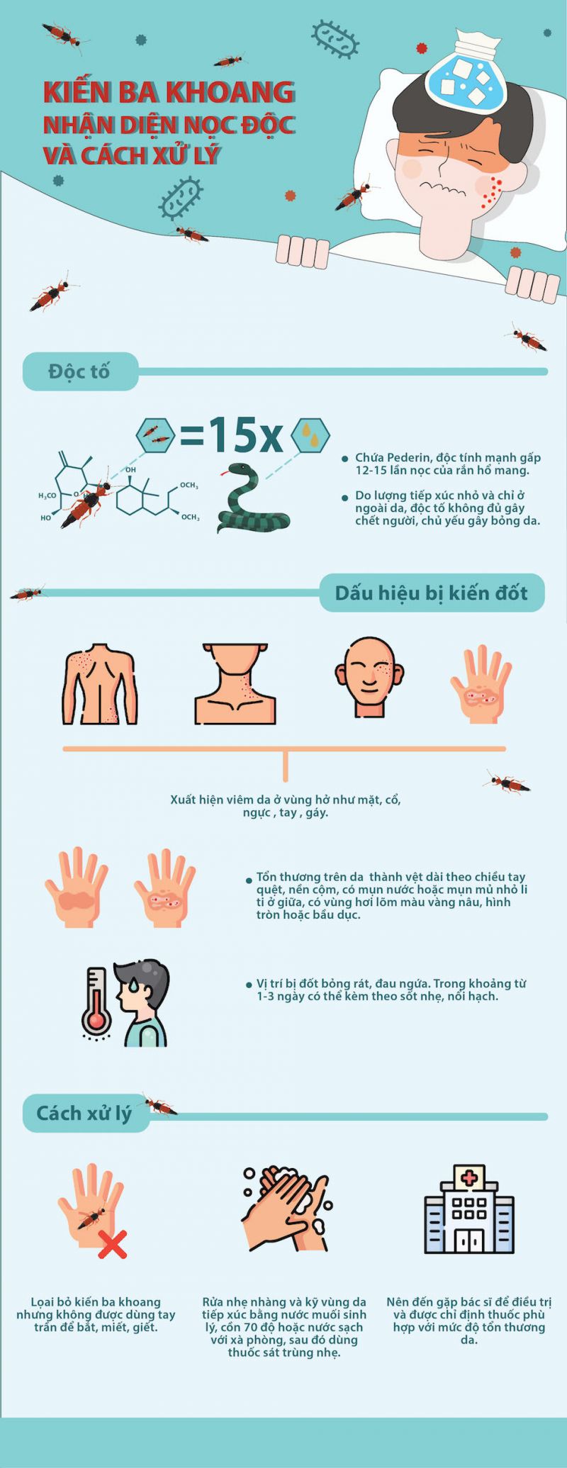 Cách xử lý khi bị kiến ba khoang đốt - ảnh 1