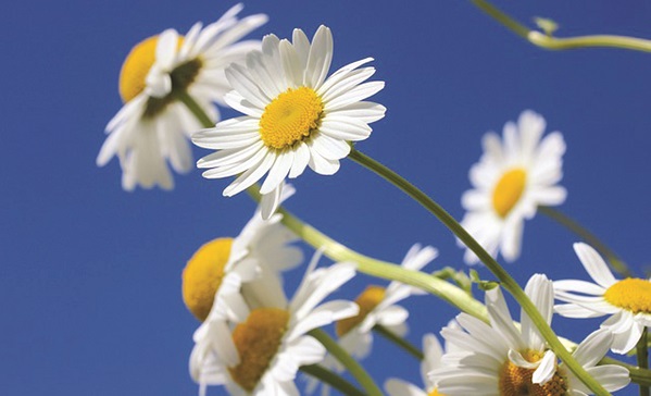 Hạnh phúc muộn màng - ảnh 2