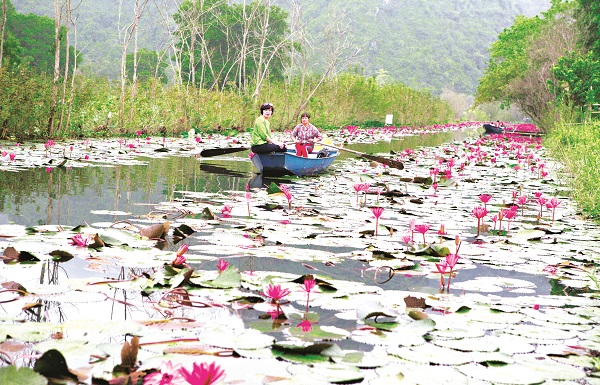 M&ugrave;a hoa s&uacute;ng ở suối Yến thu h&uacute;t rất đ&ocirc;ng du kh&aacute;ch đến tham quan, chụp h&igrave;nh